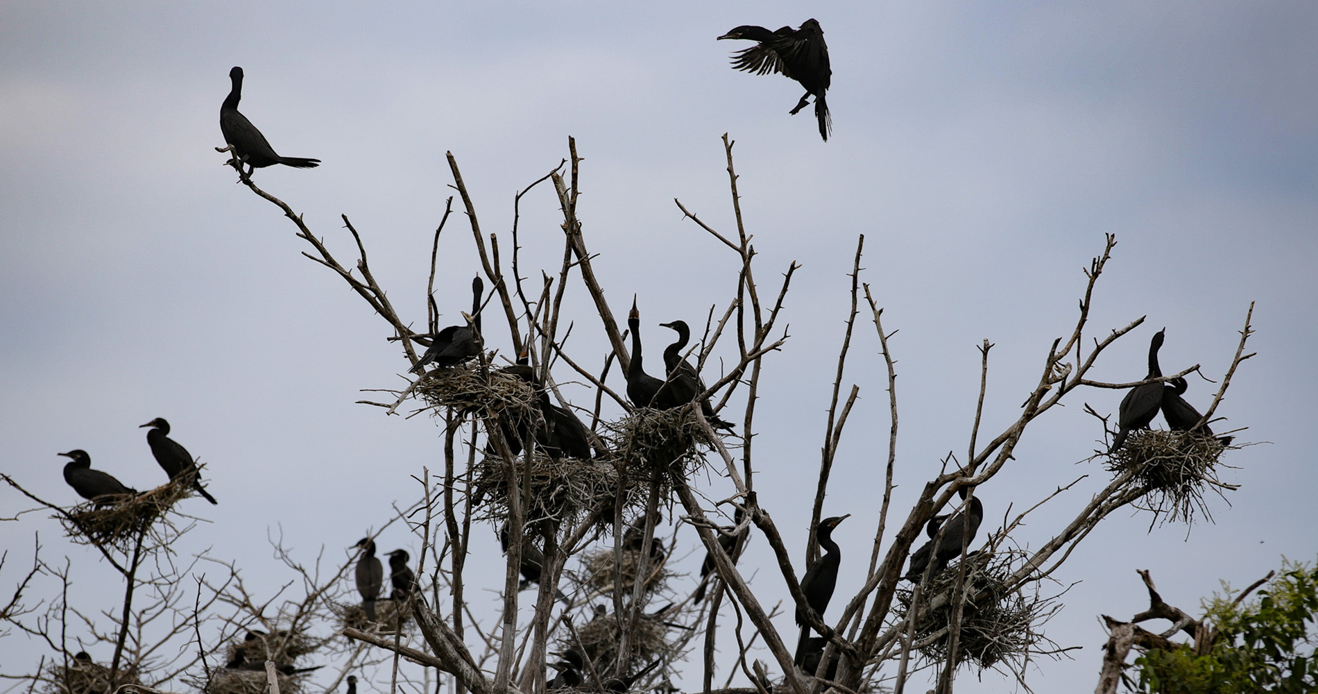 Colonie de cormorans