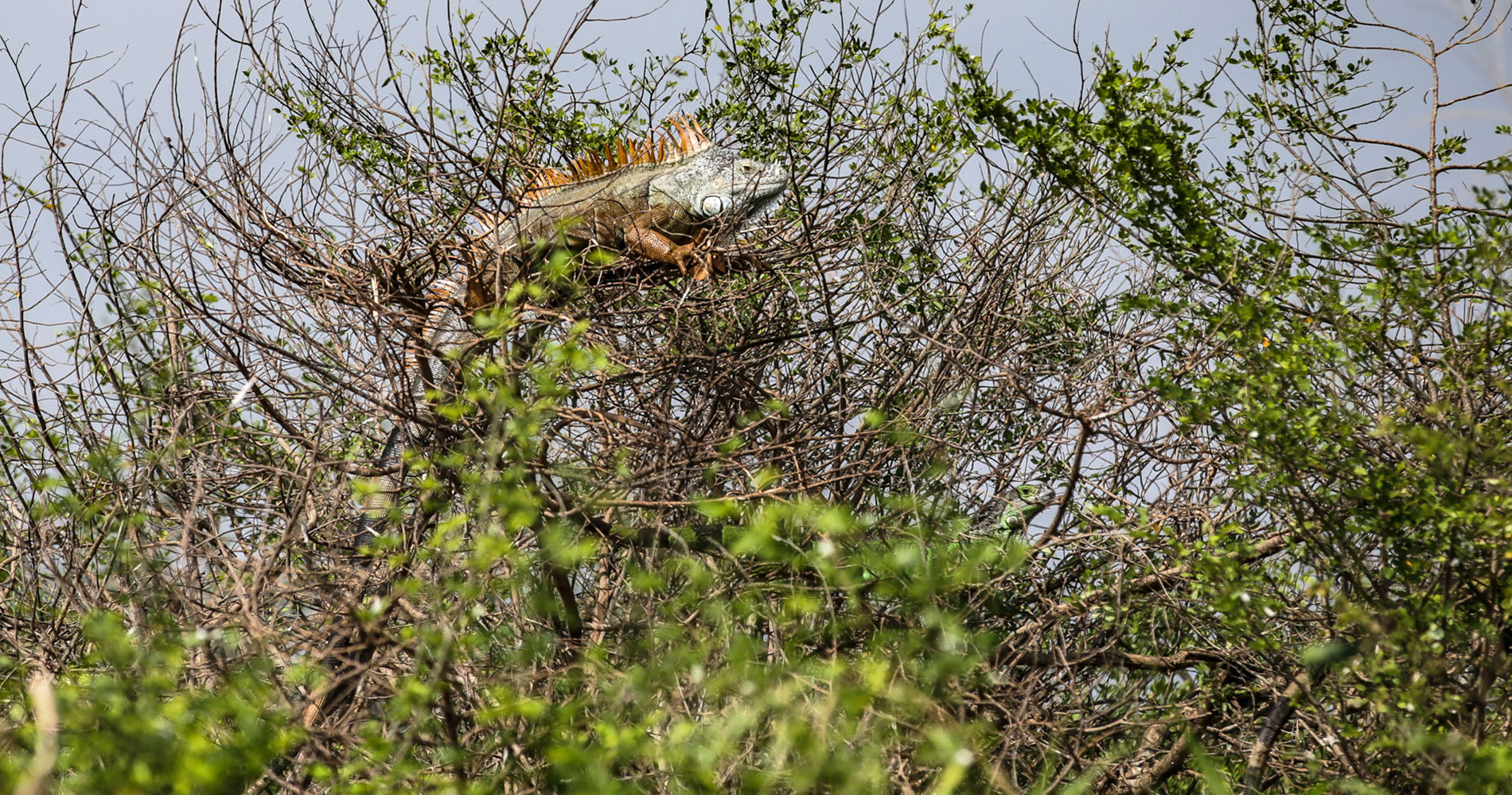 Iguane 