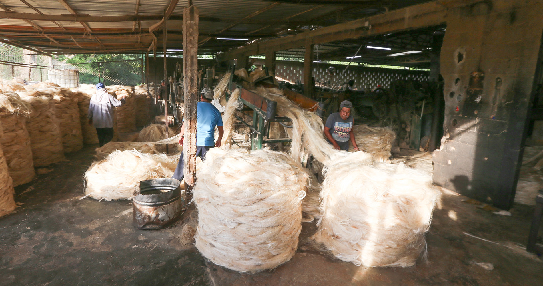 Usine rustique de Sisal